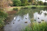 Serenity at the Pond