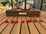 Sunlit Strawberries
