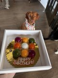 Furry Friend's Birthday Treat