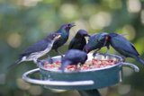 Feasting Flock