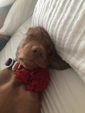 Pup-casso: A Portrait of a Canine Cushion-Head
