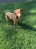 Playtime in the Grass
