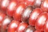 Red Corn on the Cob