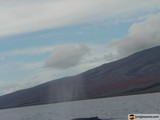Majestic Whale Blows Out of the Water