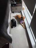 Furry Friends Lounge on Plush Flooring