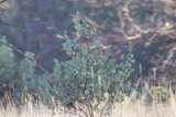 Serene Wilderness at Firefall Ranch