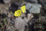 Sunny Bloom in Rocky Terrain