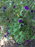 Purple Geraniums in Altadena