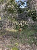 A Canine's Walk in the Grove