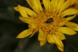 Bug on Yellow Daisy
