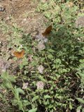 Butterfly Bliss