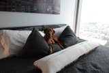 Canine Comfort