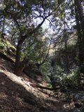 Lone Tree Standing Strong on Hillside