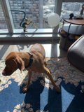 Pensive Pooch by the Window