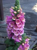 Pink Snapdragon Flower with White Spots