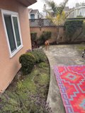 Colorful Rug in a Nature-inspired Backyard