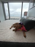 Cozy Canine Nap Time