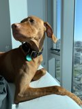 City Pup