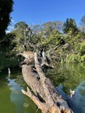 Birds on a Driftwood Perch