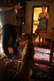 Canine Companions
