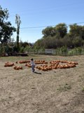 Autumn Adventures in the Pumpkin Patch