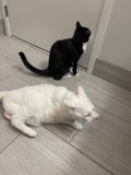 Feline Friends by the Door