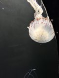 Graceful Dance of the Jellyfish