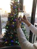 Festive Tree Snapshot