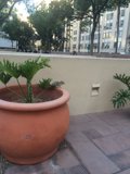 Decorative Potted Plant