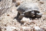Desert Tortoise