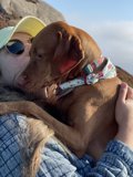 Woman and Weimaraner Enjoying a Sunny Day in Jenner
