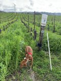 Doggy Vineyard Explorer