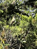 Perched on a Coniferous Branch