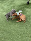Playtime Pals