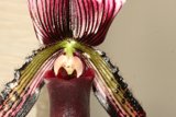 Orchid Bloom With Long Stem