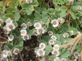 Small White Flowers on a Lush Green Plant
