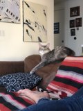 Cozy Cat Nap