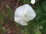 White Geranium Flower in Altadena Garden