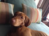 Sleepy Pup on a Cushion