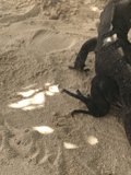 Lone Iguana