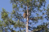 Perched Majesty