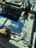 Furry Companions in the Living Room