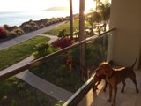 Serene Summer Views from the Balcony