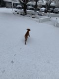 Running Wild