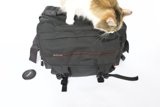 Backpacking with my Feline Friend
