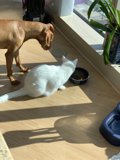 Furry Friends on Hardwood Floors