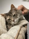 Cozy Cat Cuddles