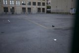 A Bird's Parking Lot Adventure
