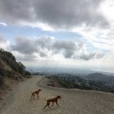 Running Free