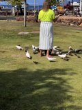 Bird-Feeding in Beautiful Lahaina Banyan Court Park
